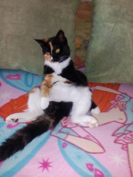 Кого из животных вы содержите? Фото приветствуется. - IMG_20161107_132624.jpg