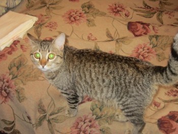 Кого из животных вы содержите? Фото приветствуется. - Б1.jpg