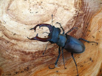 Зато вот такая ерундовина в избытке, жук- олень, пожалста. Муравьёв, пожалста...а огурцы- не растуть