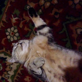 Хорошо у печки :))