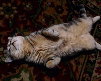 Кого из животных вы содержите? Фото приветствуется. - image.jpg