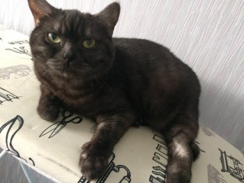 Кого из животных вы содержите? Фото приветствуется. - 2017-05-18 18.55.34.JPG