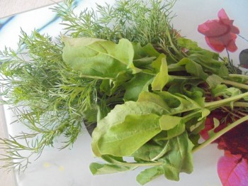 Прямо с грядки Наш урожай  - DSC03775.JPG