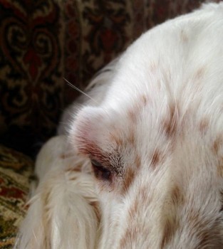 Клуб кинологов-любителей - image.jpg