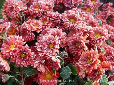 Декоративные садовые растения. - P1070727.JPG