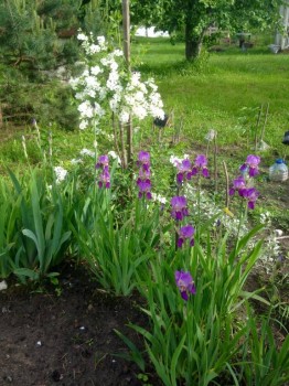 Где пустая земля -- там будут гладиолусы)))))