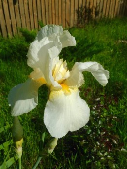 Декоративные садовые растения. - image.jpg