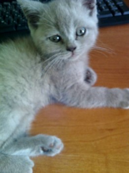 Кого из животных вы содержите? Фото приветствуется. - IMG_20170622_172342.jpg