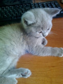 Кого из животных вы содержите? Фото приветствуется. - IMG_20170622_172353.jpg