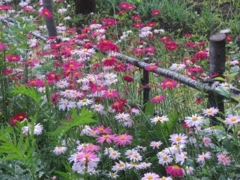 Декоративные садовые растения. - ромашки цветные.jpg