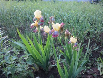 Декоративные садовые растения. - ирисы жёлтые.jpg