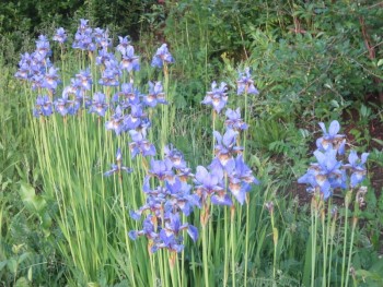 Декоративные садовые растения. - ирисы голубые 2.jpg