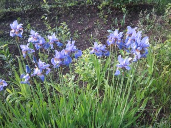 Декоративные садовые растения. - ирисы голубые.jpg