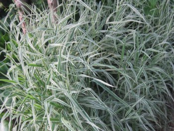 Декоративные садовые растения. - трава.jpg