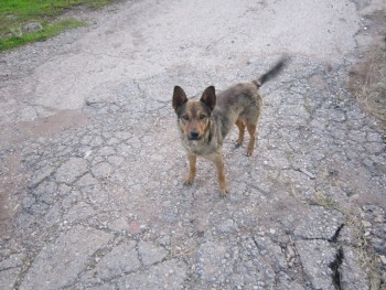 Кого из животных вы содержите? Фото приветствуется. - джек.jpg