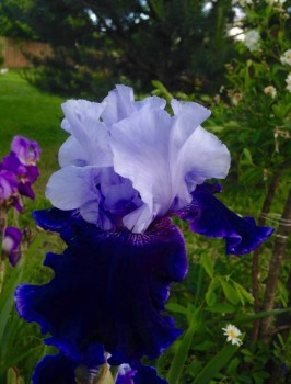 Декоративные садовые растения. - image.jpg