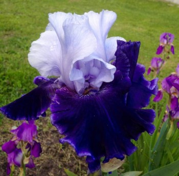 Декоративные садовые растения. - image.jpg