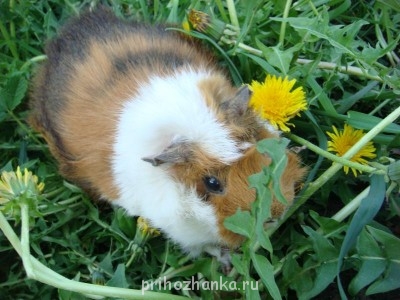 Кого из животных вы содержите? Фото приветствуется. - DSC05865.JPG