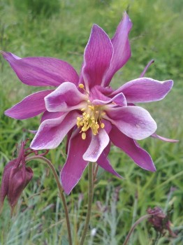 Аквилегия( водосбор)