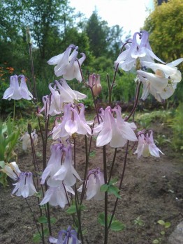 Опять аквилегия))