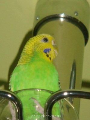 Кого из животных вы содержите? Фото приветствуется. - DSC05534.JPG