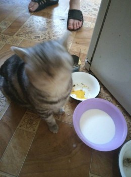 Кого из животных вы содержите? Фото приветствуется. - IMG_20170625_200550[1].jpg