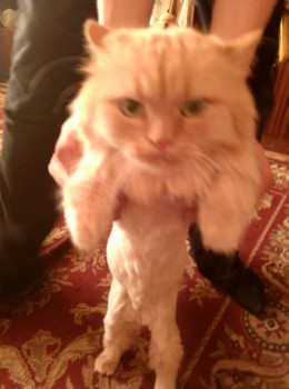 Кого из животных вы содержите? Фото приветствуется. - IMG_20170625_201446[1].jpg