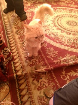 Кого из животных вы содержите? Фото приветствуется. - IMG_20170625_201347[1].jpg