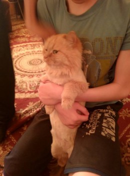 Кого из животных вы содержите? Фото приветствуется. - IMG_20170625_201340[1].jpg