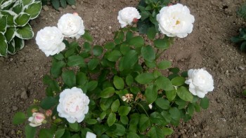 Декоративные садовые растения. - IMG_20170627_161220.jpg