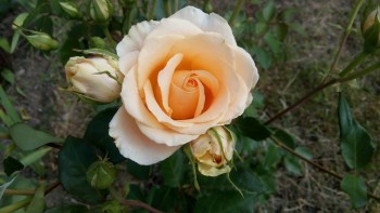 Декоративные садовые растения. - IMG_20170627_160825.jpg