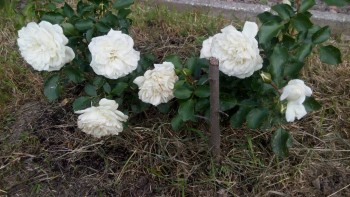 Декоративные садовые растения. - IMG_20170627_160745.jpg