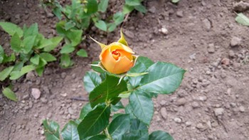 Декоративные садовые растения. - IMG_20170627_161105.jpg