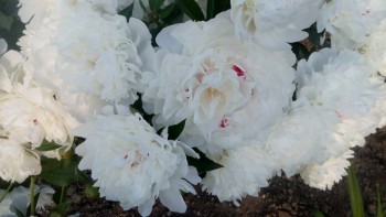 Декоративные садовые растения. - IMG_20150611_200434.jpg