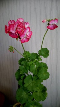 Мои комнатные растения. - DSC_0037.JPG