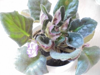 Мои комнатные растения. - DSC03814.JPG