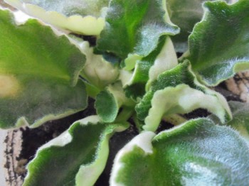 Мои комнатные растения. - DSC03816.JPG