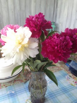 Декоративные садовые растения. - image.jpg