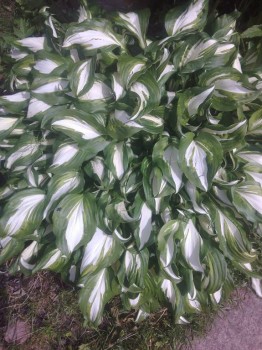 Декоративные садовые растения. - IMG_20170705_141928.jpg