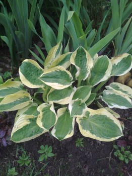 Декоративные садовые растения. - IMG_20170704_165905.jpg