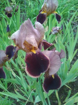 Декоративные садовые растения. - IMG_20170704_165635.jpg