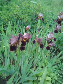 Декоративные садовые растения. - IMG_20170704_165610.jpg