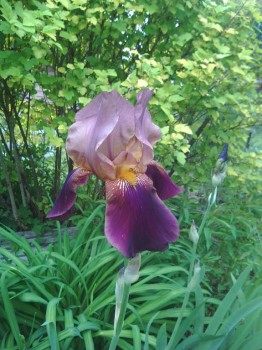 Декоративные садовые растения. - IMG_20170704_165541.jpg