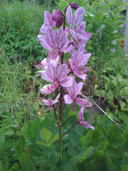 Декоративные садовые растения. - IMG_20170704_165732.jpg