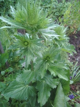 Декоративные садовые растения. - IMG_20170704_165937.jpg