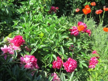 Декоративные садовые растения. - пионы борд.jpg