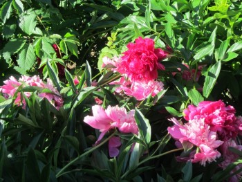 Декоративные садовые растения. - пионы роз.jpg