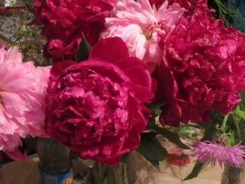 Декоративные садовые растения. - пионы.jpg