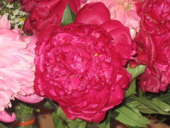 Декоративные садовые растения. - пион.jpg