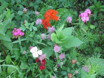 Декоративные садовые растения. - цветы.jpg